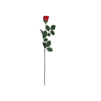 Ruža ks