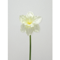 Narcis