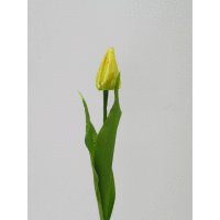 Tulipán I.