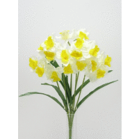 Kytica narcis