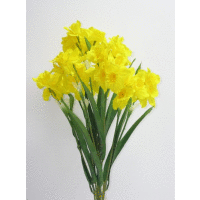 Kytica narcis x9