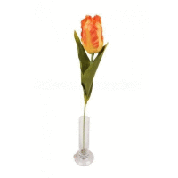 Tulipán II.