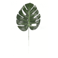 List monstera