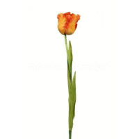 Tulipán ks