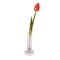 Tulipán ks, 43cm