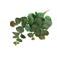 Eukalyptus ks, 62cm, tmavá zelená