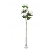 Chryzantéma ks - viac kvetov 68cm