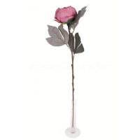 Peónia ks, 67cm