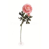 Ranunculus, 1+1