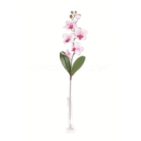 Orchidea ks 75cm