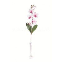 Orchidea ks, 75cm