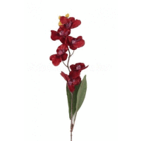 Orchidea ks, 77cm