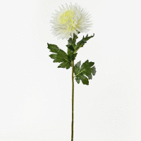 Chryzantéma ks 76cm mix farieb