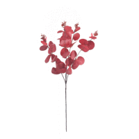 Eukalyptus trs 61cm