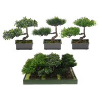Bonsai v kvetináči