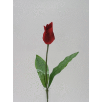 Tulipán III.