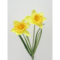 Narcis 2x