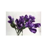 Kytica krokus 7x