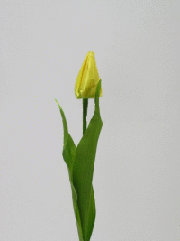 Tulipán I.