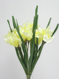 Kytica iris x10