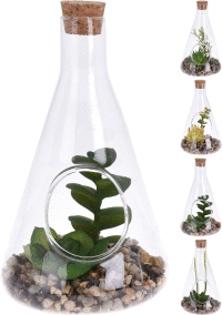 Rastlinka v skle 10x17 cm - 4 druhy