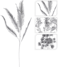 Dekoráčná rastlina 3 druhy Silver