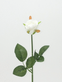 Ruža ks