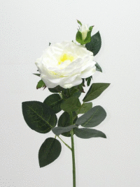 Ruža x2 ks